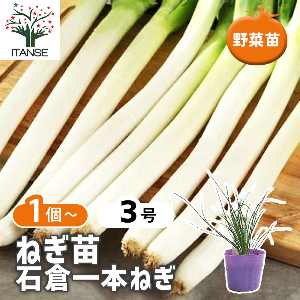 ねぎの苗 石倉一本ねぎ 【野菜の苗 3号】｜ 【植物のITANSE
