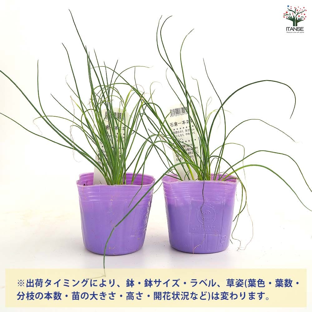 ねぎの苗 石倉一本ねぎ 【野菜の苗 3号】｜ 【植物のITANSE