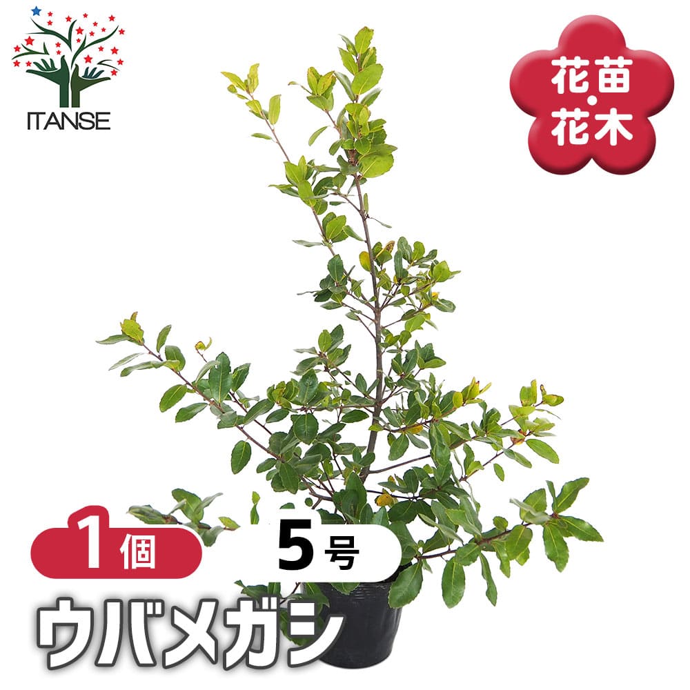ウバメガシ 【花木苗 5号／1個売り】｜ 【植物のITANSE】全品