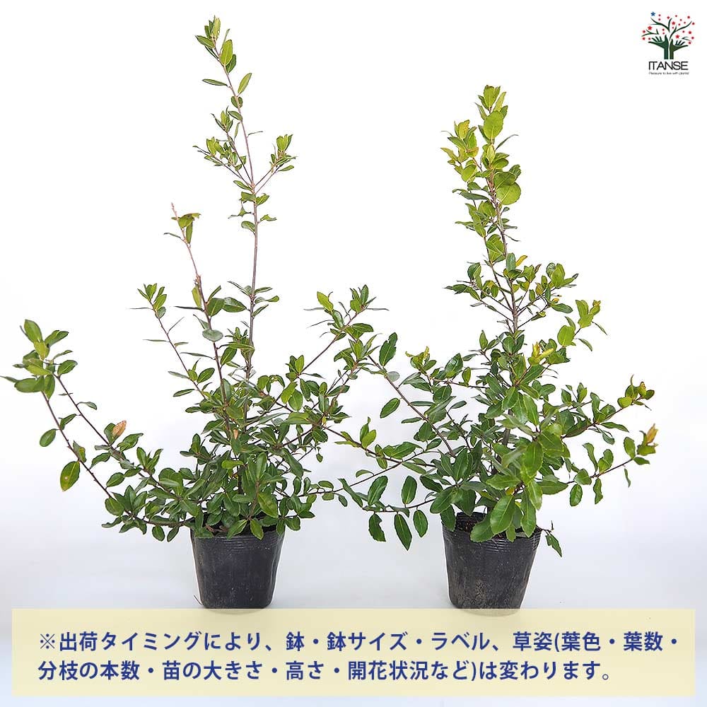 ウバメガシ 【花木苗 5号／1個売り】｜ 【植物のITANSE】全品