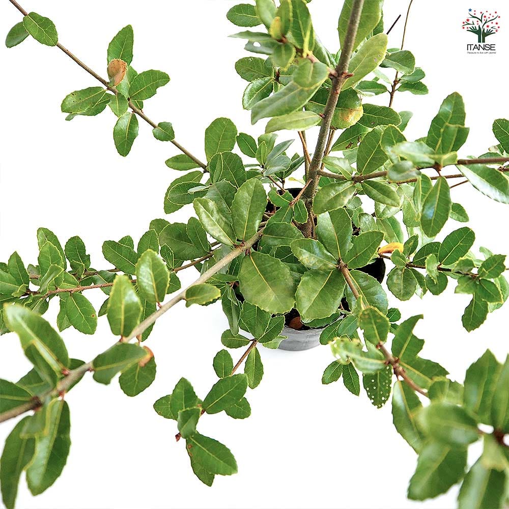ウバメガシ 【花木苗 5号／1個売り】｜ 【植物のITANSE】全品