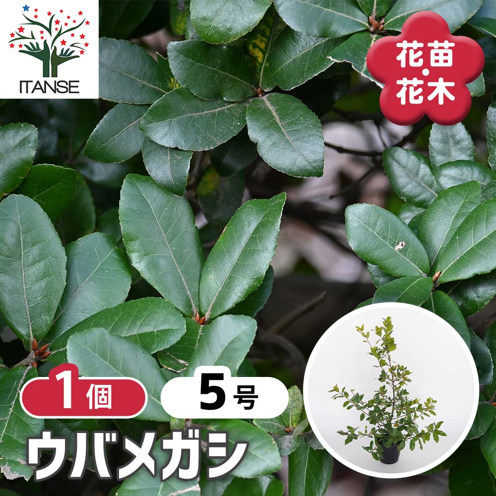 ウバメガシ 【花木苗 5号／1個売り】｜ 【植物のITANSE】全品