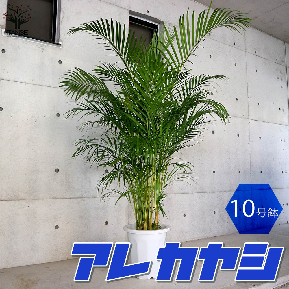 ①　アレカヤシ　10号　特大苗木最高等級極上品‼️ Amazon｜アレカヤシ 10号 約170cm 指宿産直｜観葉植物