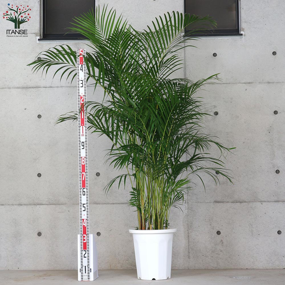 アレカヤシ 【観葉植物 10号大鉢:尺鉢大型／1個売り】