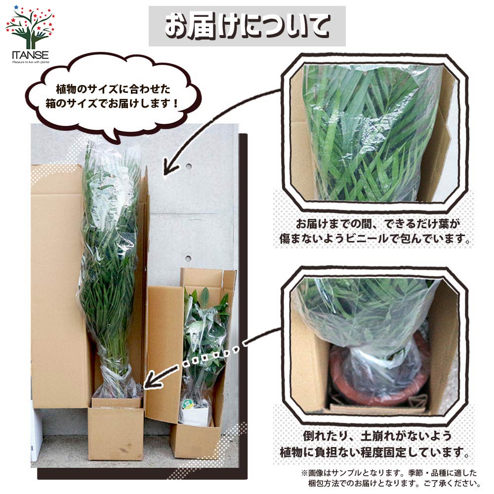 アレカヤシ 【観葉植物 10号大鉢:尺鉢大型／1個売り】
