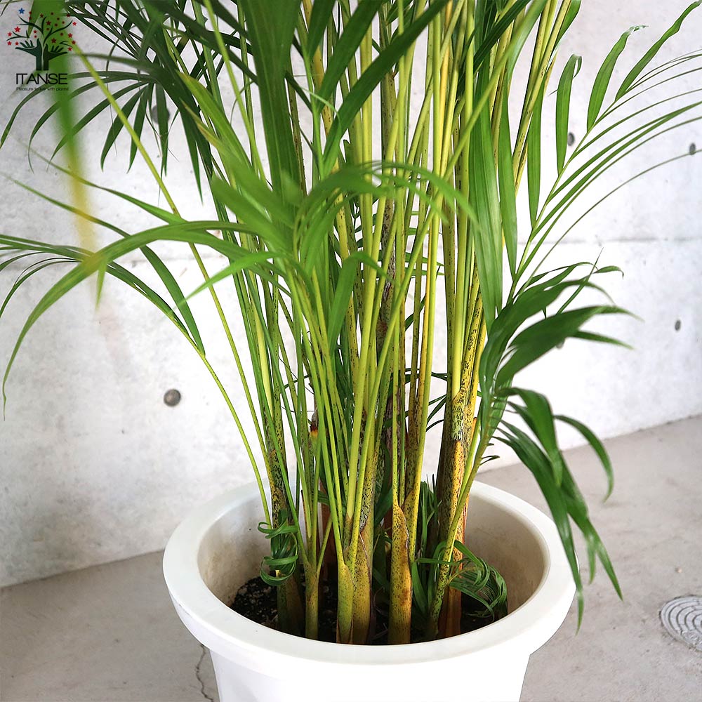 アレカヤシ 【観葉植物 10号大鉢:尺鉢大型／1個売り】