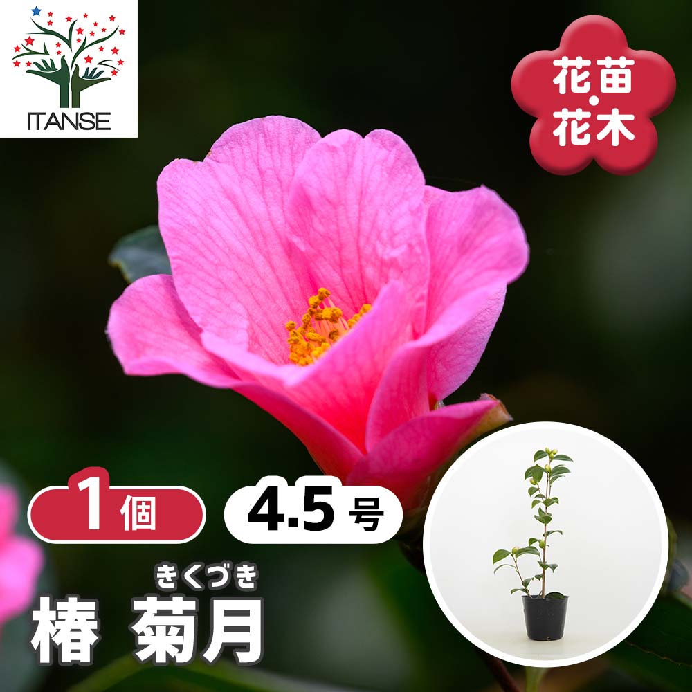 椿(ツバキ)の苗木 菊月 【花木苗 4.5号／1個売り】｜ 【植物の