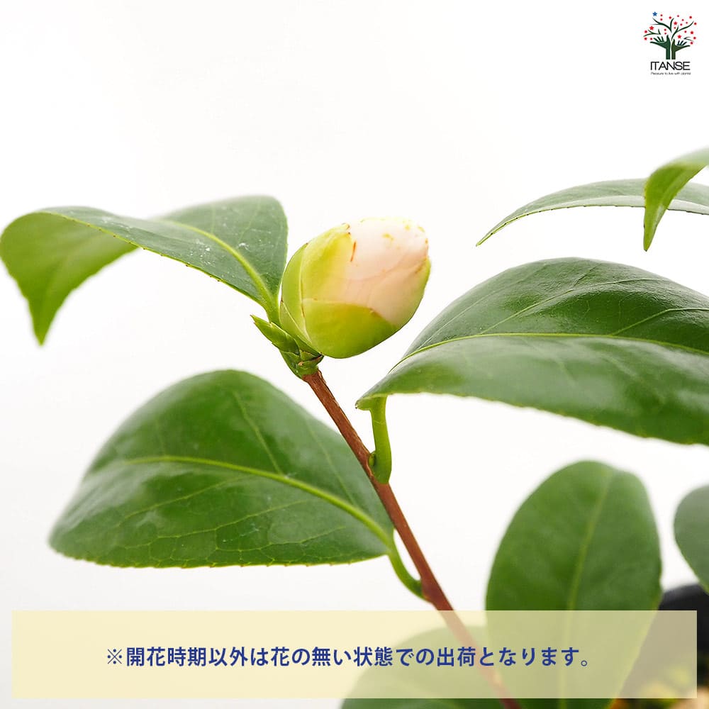 椿(ツバキ)の苗木 菊月 【花木苗 4.5号／1個売り】｜ 【植物の