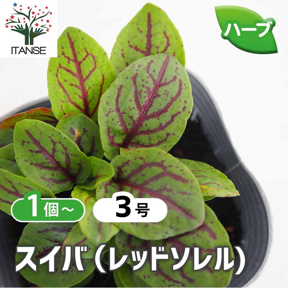 スイバ(レッドソレル) 【ハーブの苗 3号】｜ 【植物のITANSE