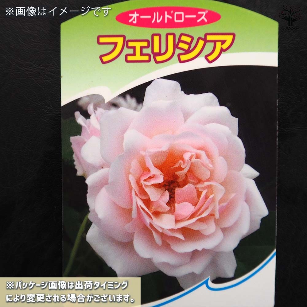 薔薇 フェリシア 接木苗【花苗 4号／1個売り】｜ 【植物のITANSE