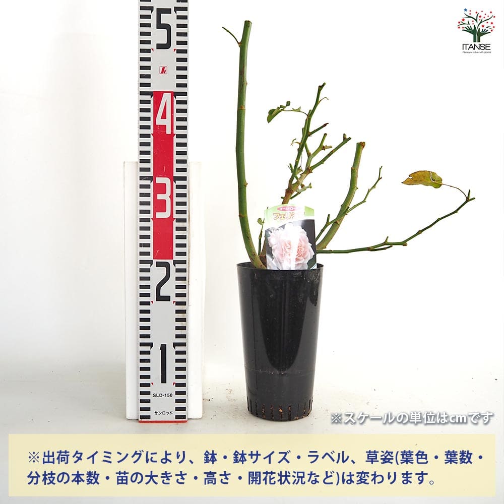 切花薔薇接木苗 薔薇 フェリシア 接木苗【花苗 4号／1個売り】｜ 【植物のITANSE