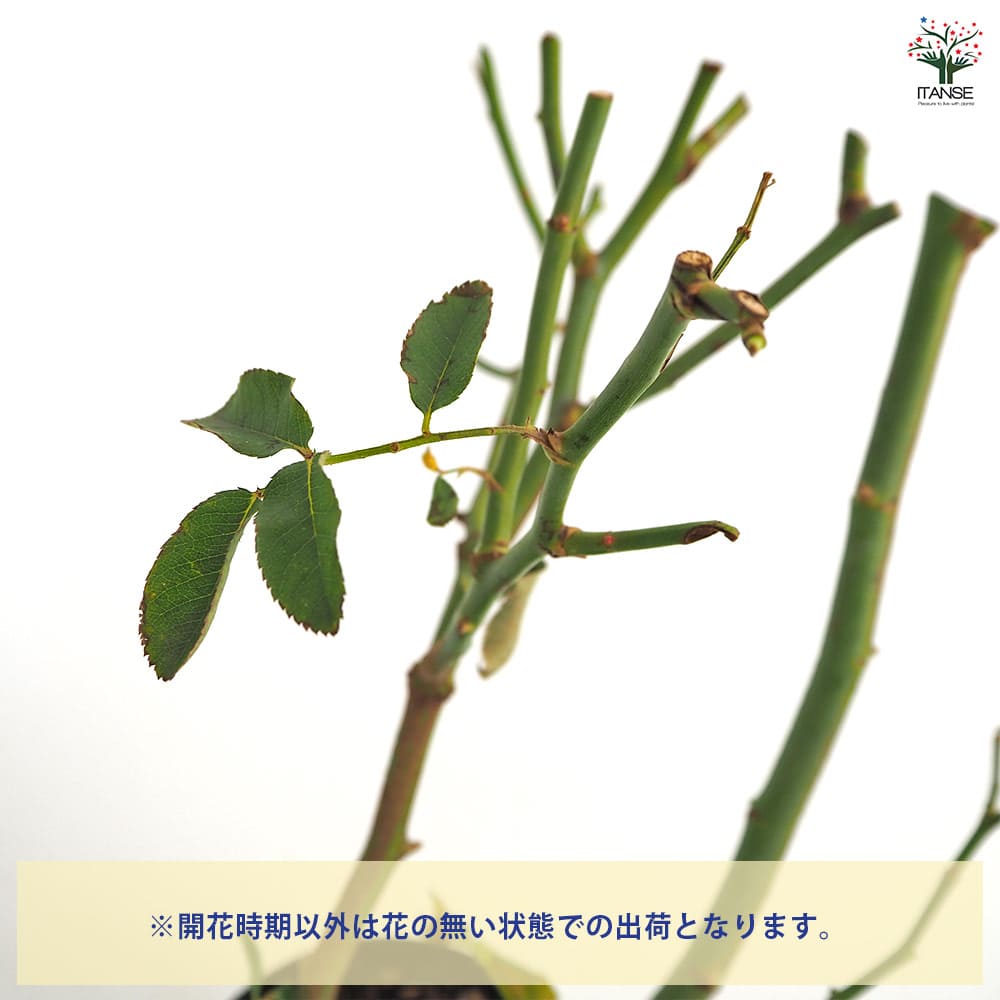 薔薇 フェリシア 接木苗【花苗 4号／1個売り】｜ 【植物のITANSE