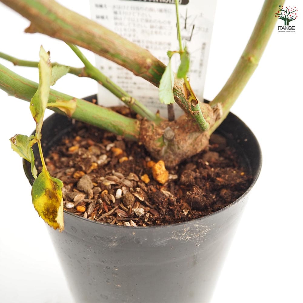薔薇 フェリシア 接木苗【花苗 4号／1個売り】｜ 【植物のITANSE