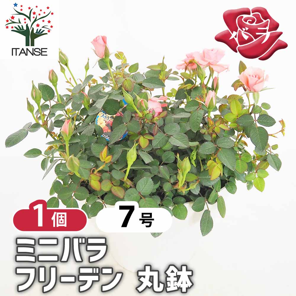 ミニ薔薇 フリーデン丸鉢 【花木苗 7号／1個売り】｜ 【植物の