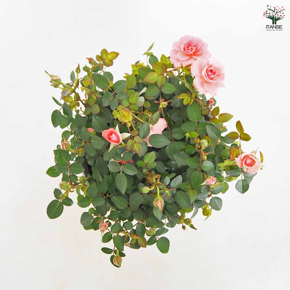 ミニ薔薇 フリーデン丸鉢 【花木苗 7号／1個売り】｜ 【植物の