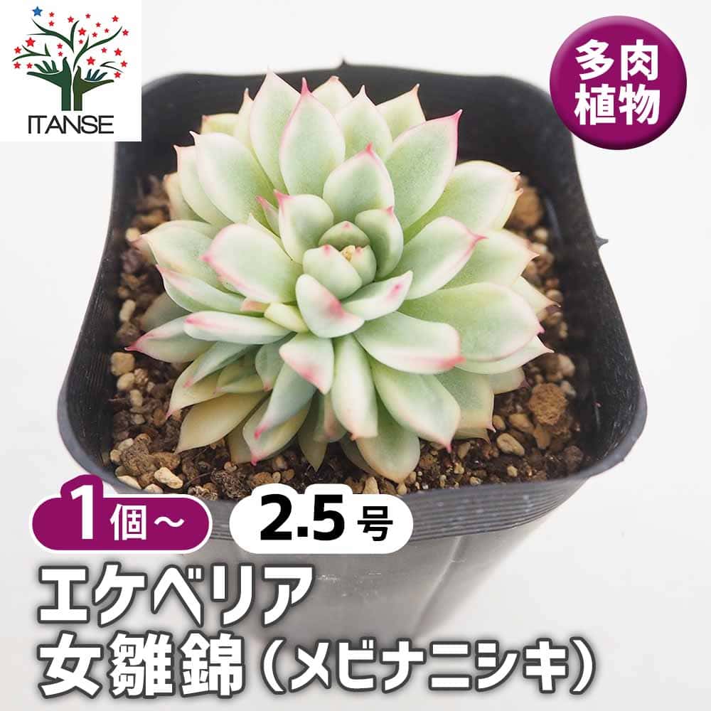 エケベリア 女雛錦(メビナニシキ) 【多肉植物 2.5号】｜ 【植物の