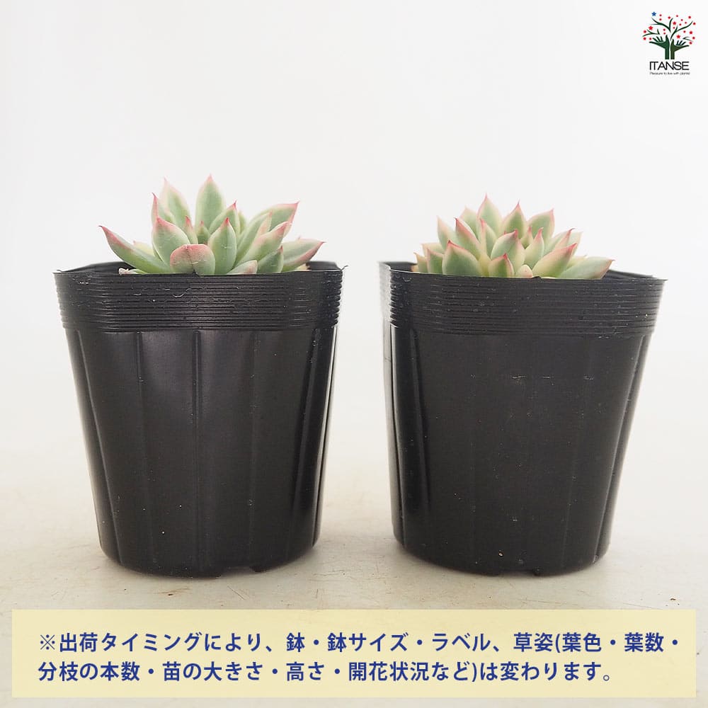 エケベリア 女雛錦(メビナニシキ) 【多肉植物 2.5号】｜ 【植物の