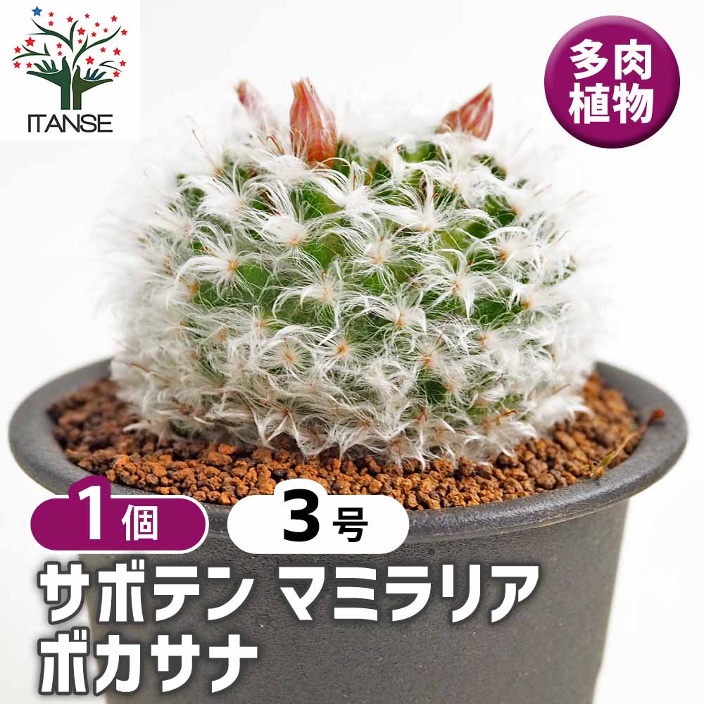 マミラリア　実生　個体名不明 サボテン マミラリア ボカサナ 【多肉植物 3号／1個売り】｜ 【植物の