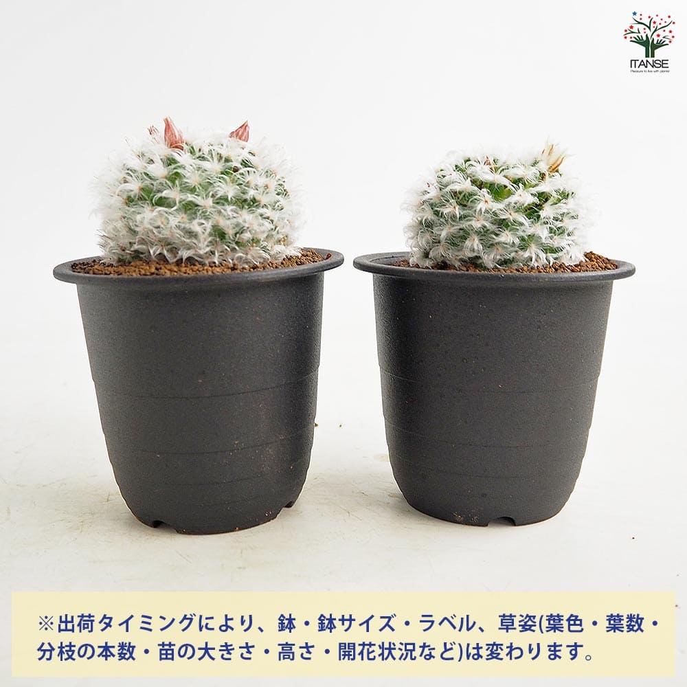 サボテン マミラリア ボカサナ 【多肉植物 3号／1個売り】｜ 【植物の