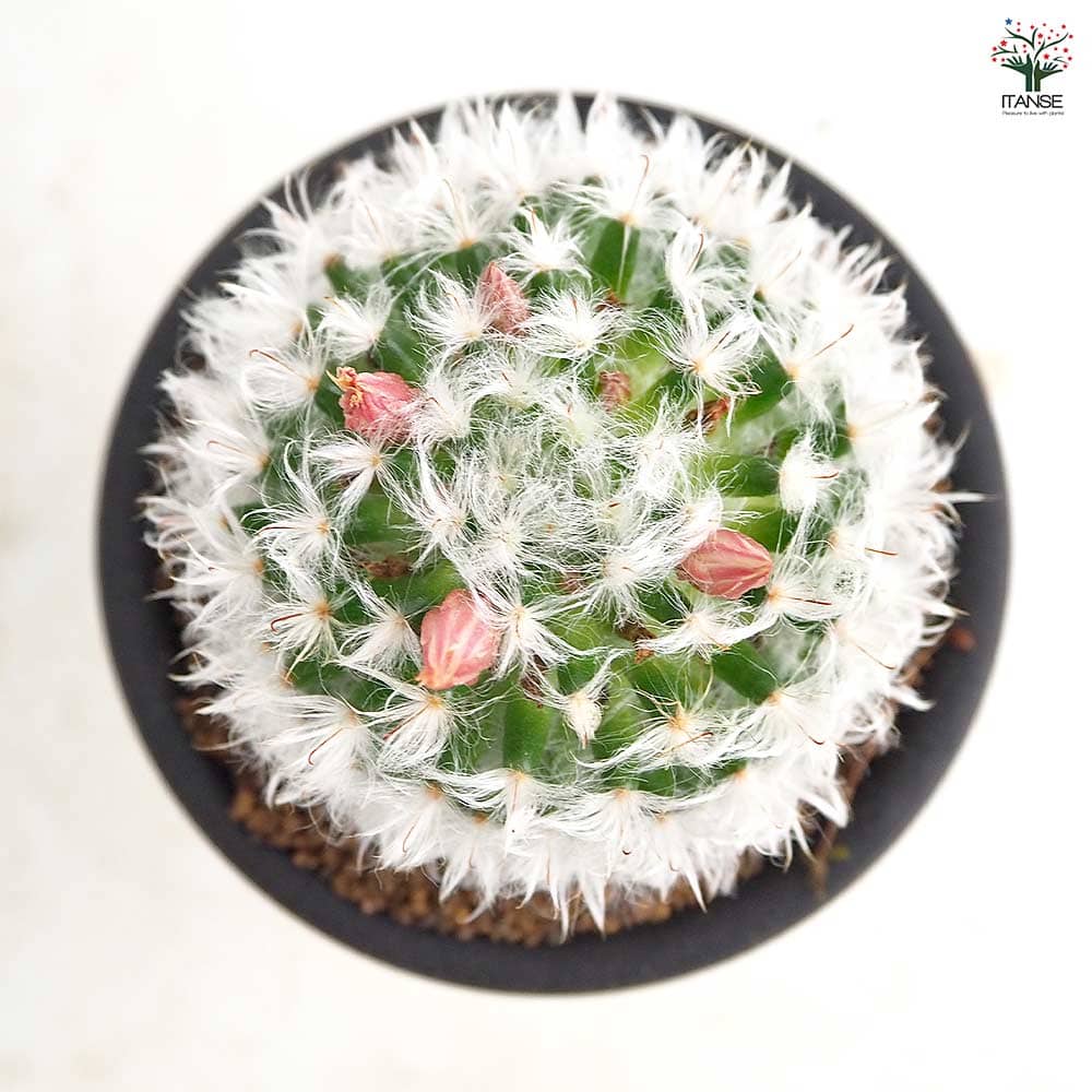 サボテン マミラリア ボカサナ 【多肉植物 3号／1個売り】｜ 【植物の