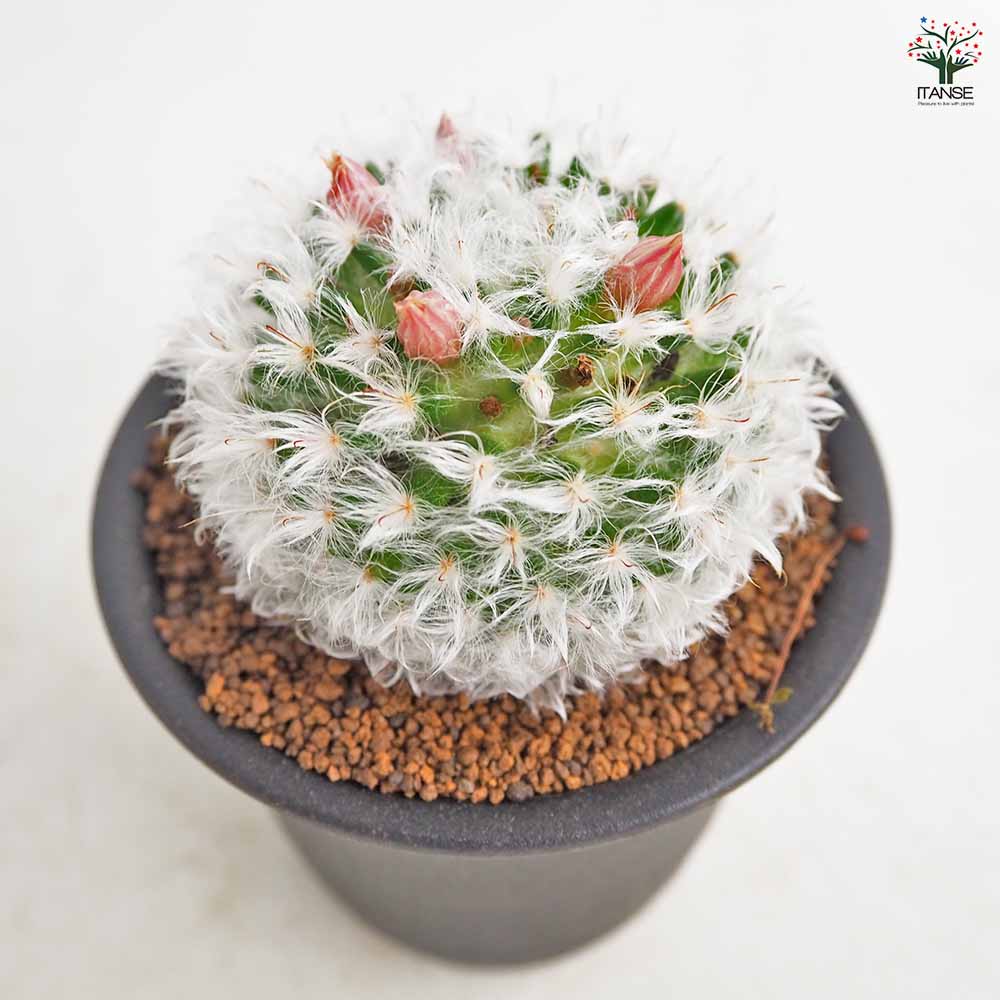 サボテン マミラリア ボカサナ 【多肉植物 3号／1個売り】｜ 【植物の