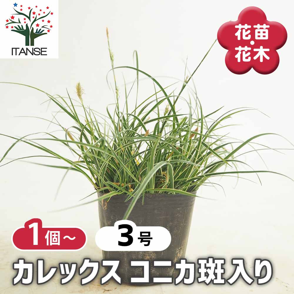 カレックス コニカ斑入り 【花苗 3号】