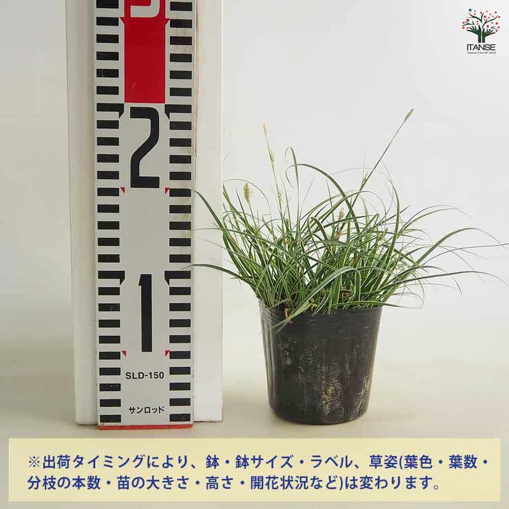 カレックス コニカ斑入り 【花苗 3号】