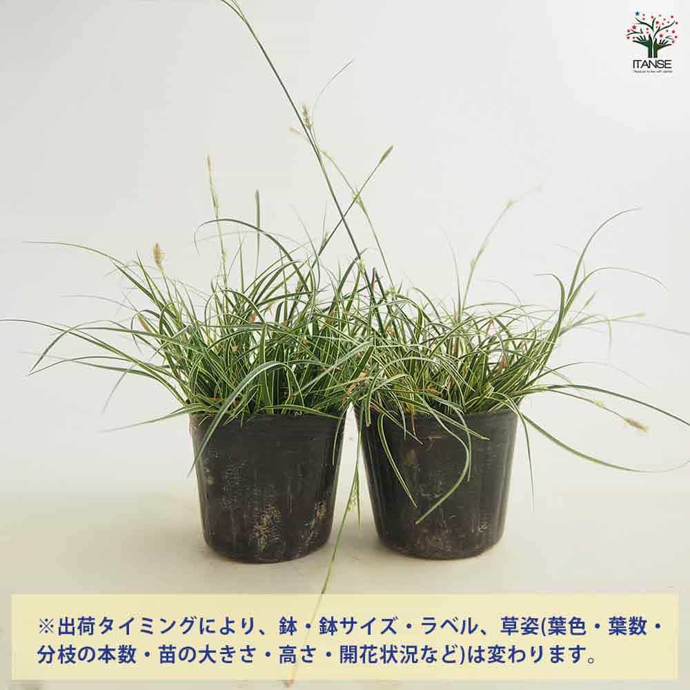 カレックス コニカ斑入り 【花苗 3号】