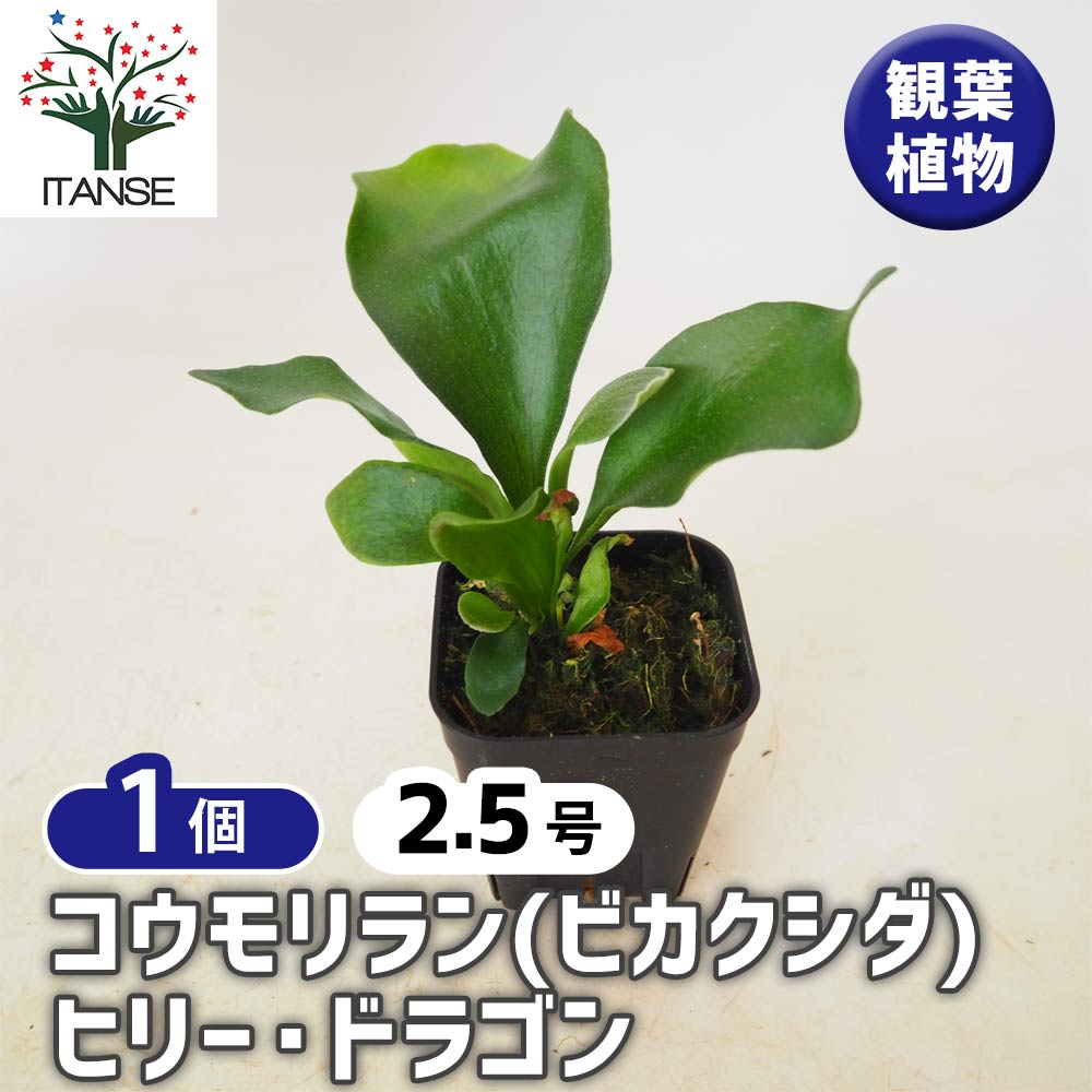 ビカクシダ(コウモリラン) ヒリー ドラゴン(スポアリング) 【 観葉植物