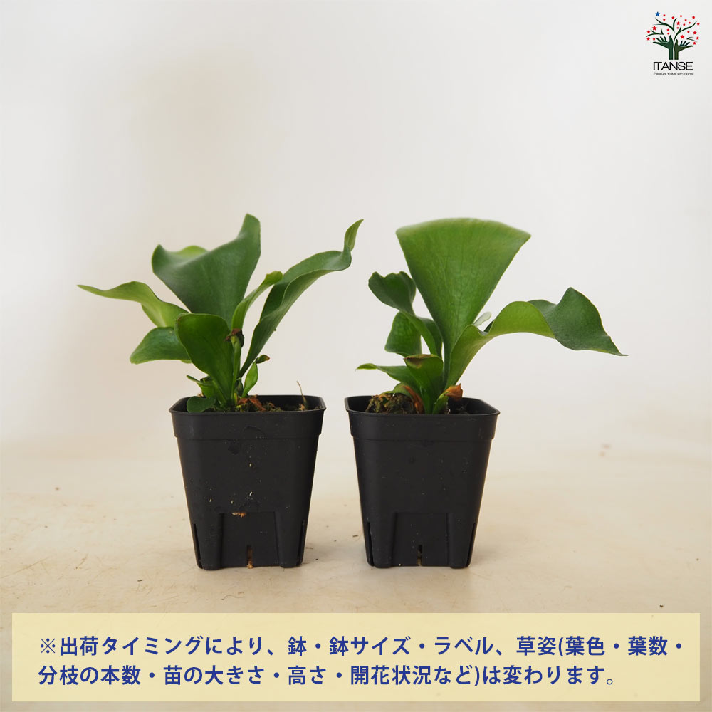 ビカクシダ(コウモリラン) ヒリー ドラゴン(スポアリング) 【 観葉植物