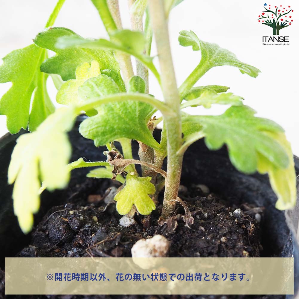 夏菊 風道【花苗 3号ポット/お買い得2個セット】| 【植物のITANSE】全品送料無料・即出荷!