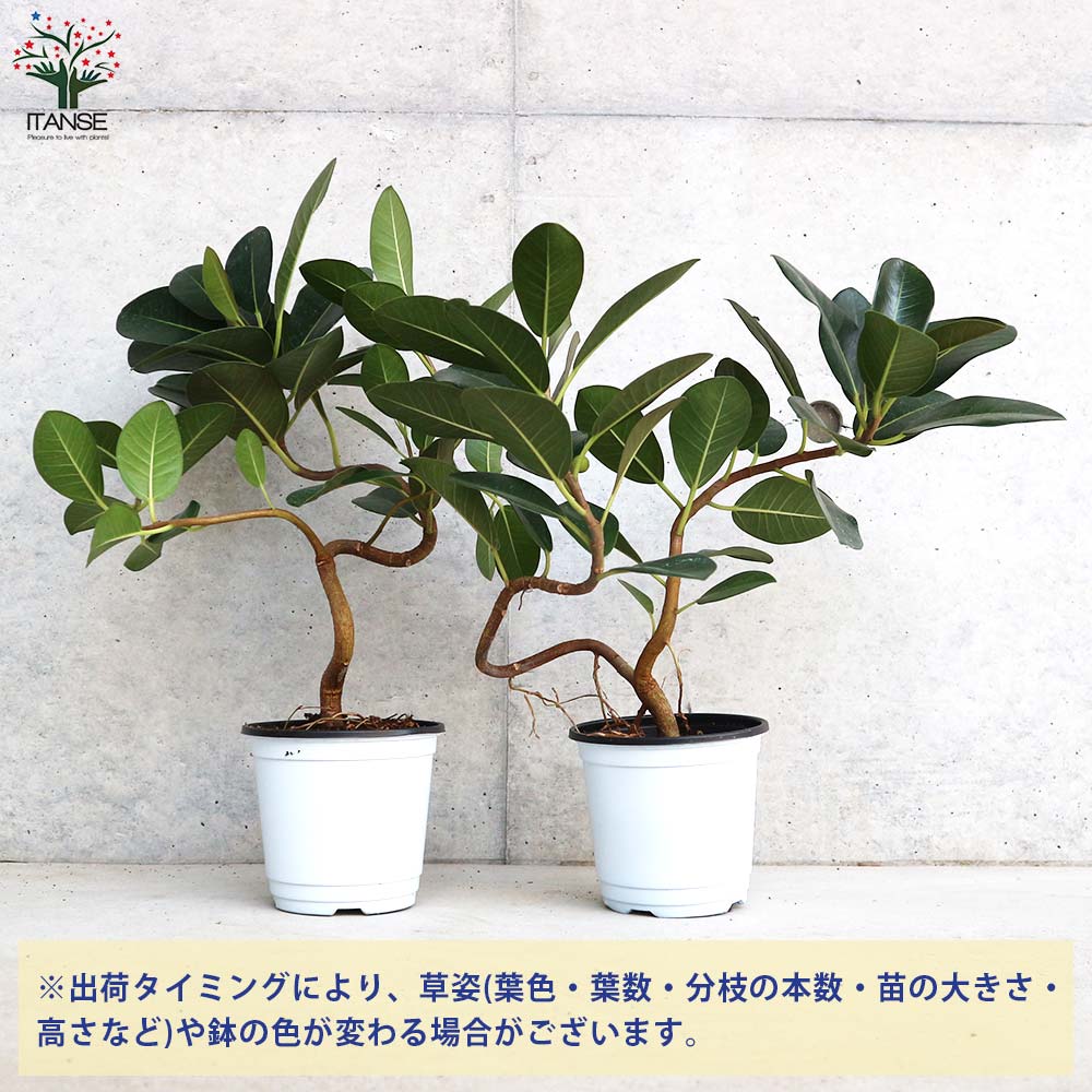 フランスゴム 曲がり仕立て【観葉植物 4号ポット／1個売り】｜ 【植物
