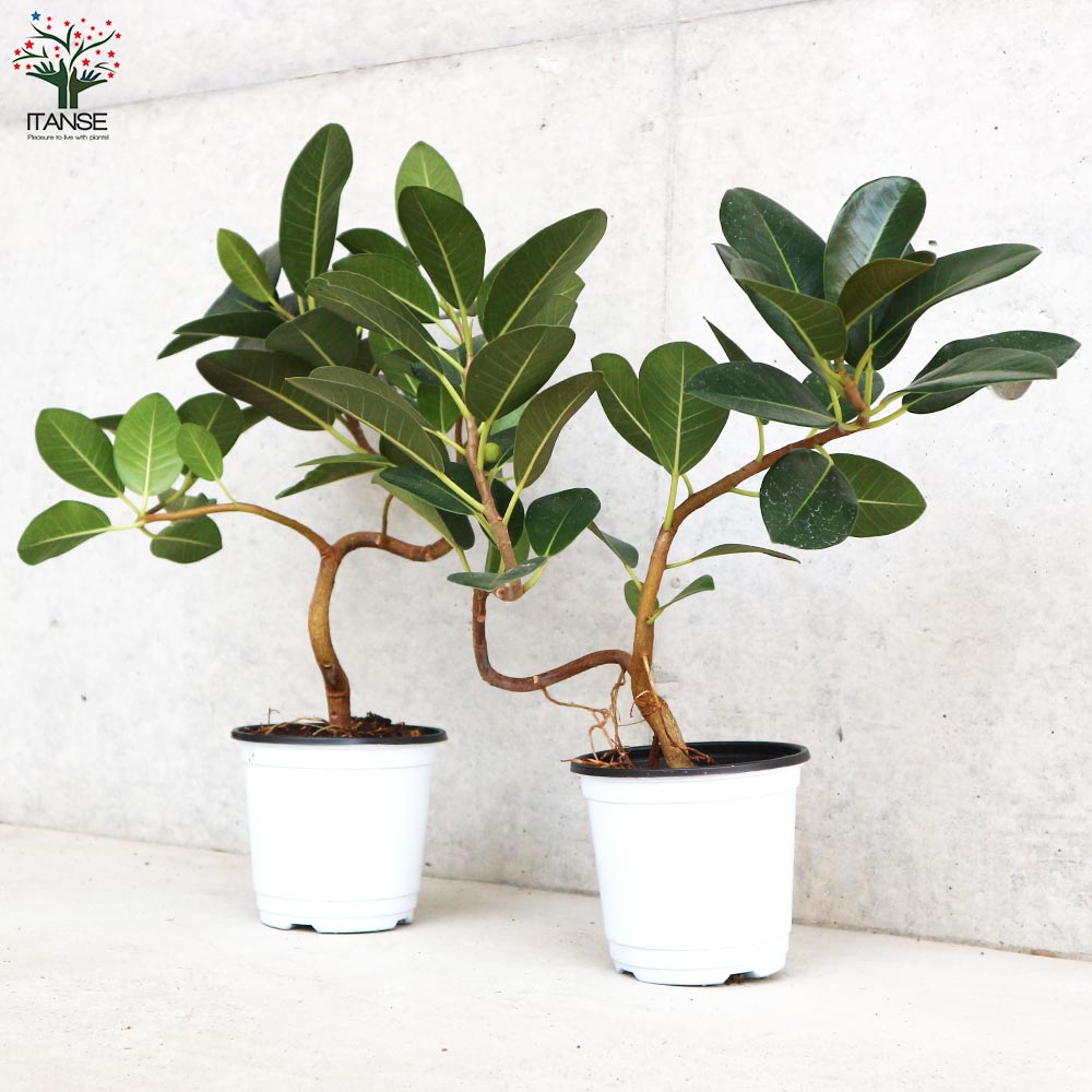 フランスゴム 曲がり仕立て【観葉植物 4号ポット／1個売り】｜ 【植物