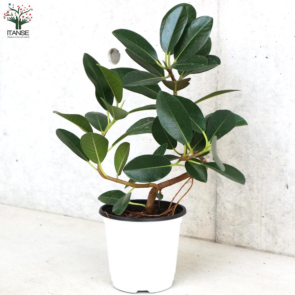 フランスゴムの木 曲がり仕立て 整った樹形 綺麗なグリーン フランスゴムの木 曲がり仕立て 整った樹形 綺麗なグリーン フランス