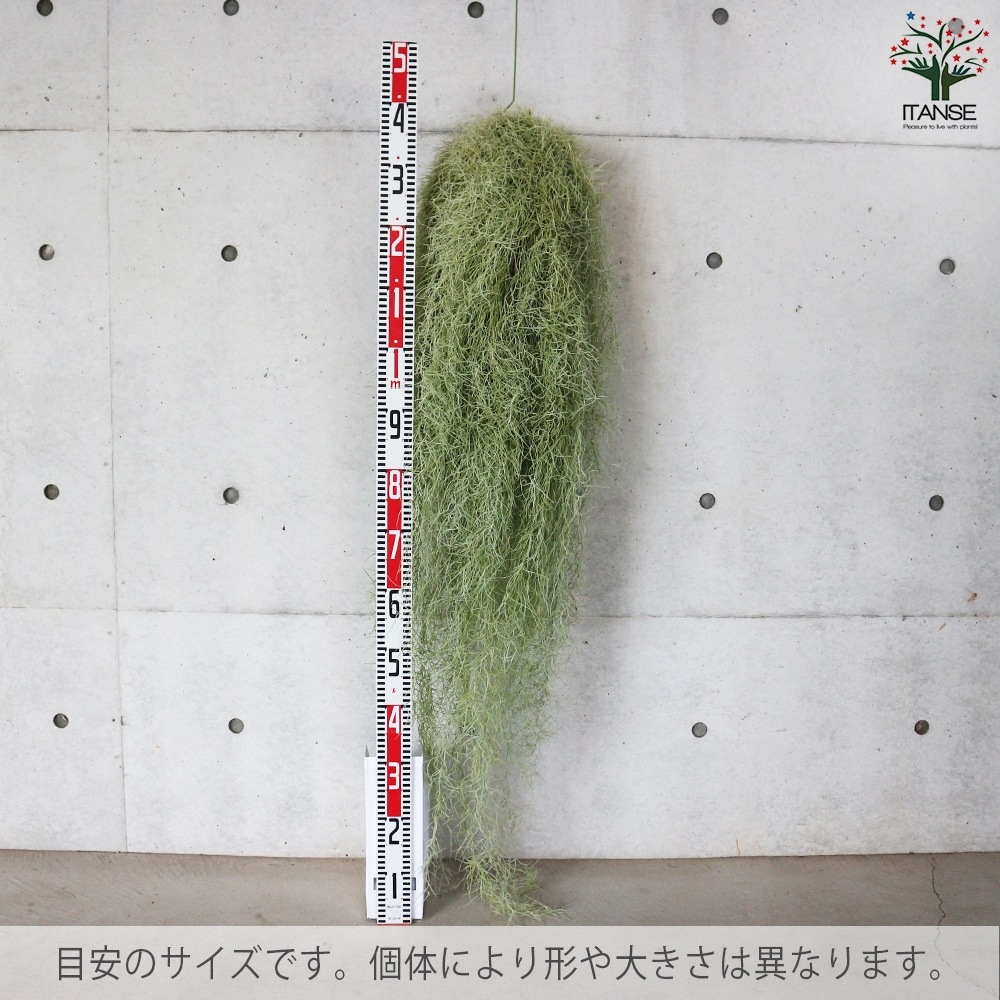 スパニッシュ ウスネオイデス【エアプランツ 特大XXLサイズ／1個売り】