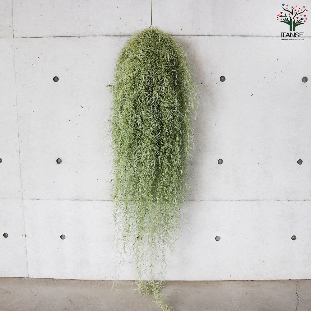 スパニッシュ ウスネオイデス【エアプランツ 特大XXLサイズ／1個売り】