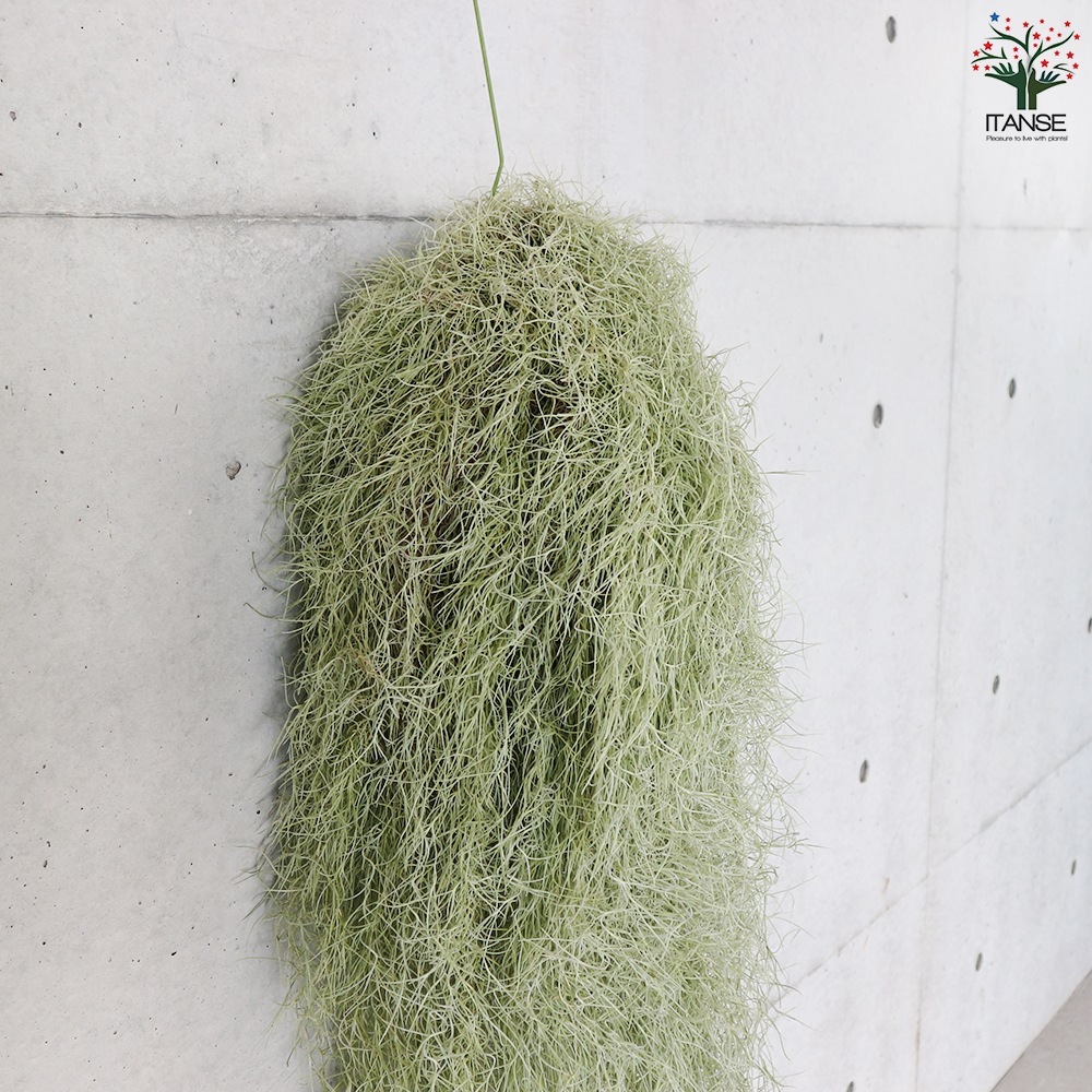 スパニッシュ ウスネオイデス【エアプランツ 特大XXLサイズ／1個売り】