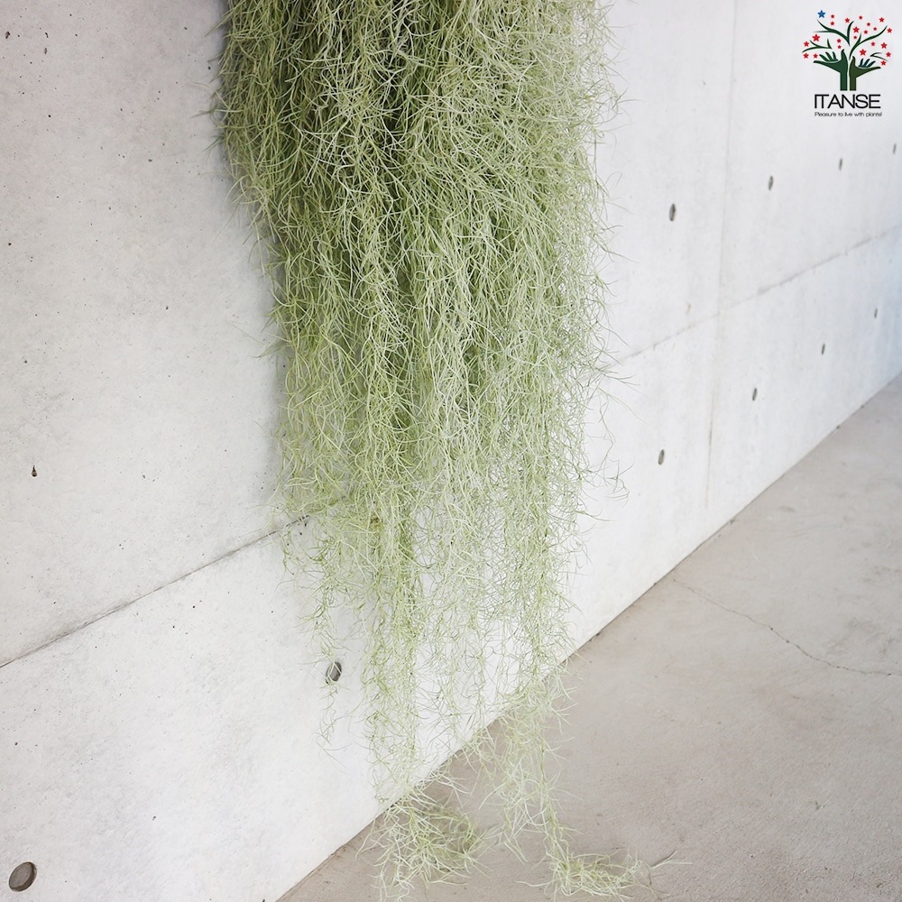 スパニッシュ ウスネオイデス【エアプランツ 特大XXLサイズ／1個売り】