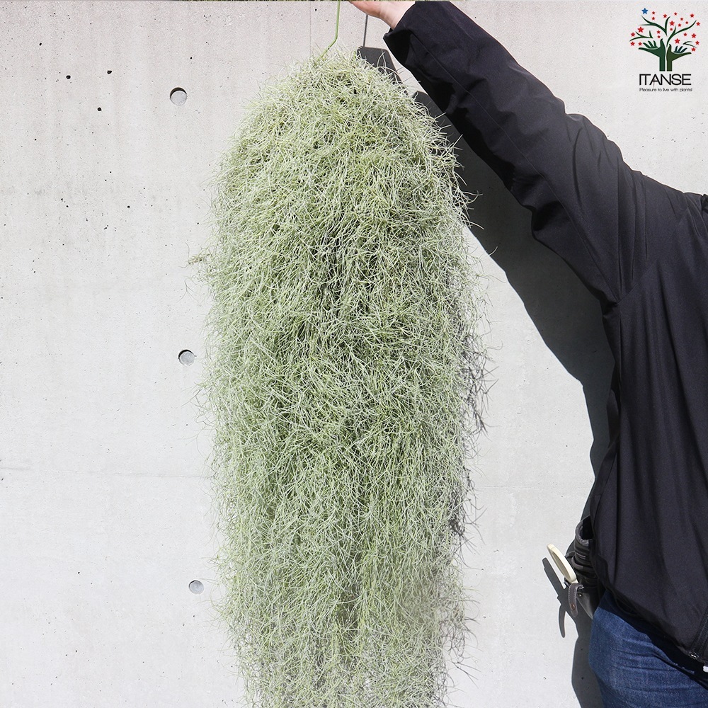 スパニッシュ ウスネオイデス【エアプランツ 特大XXLサイズ／1個売り】