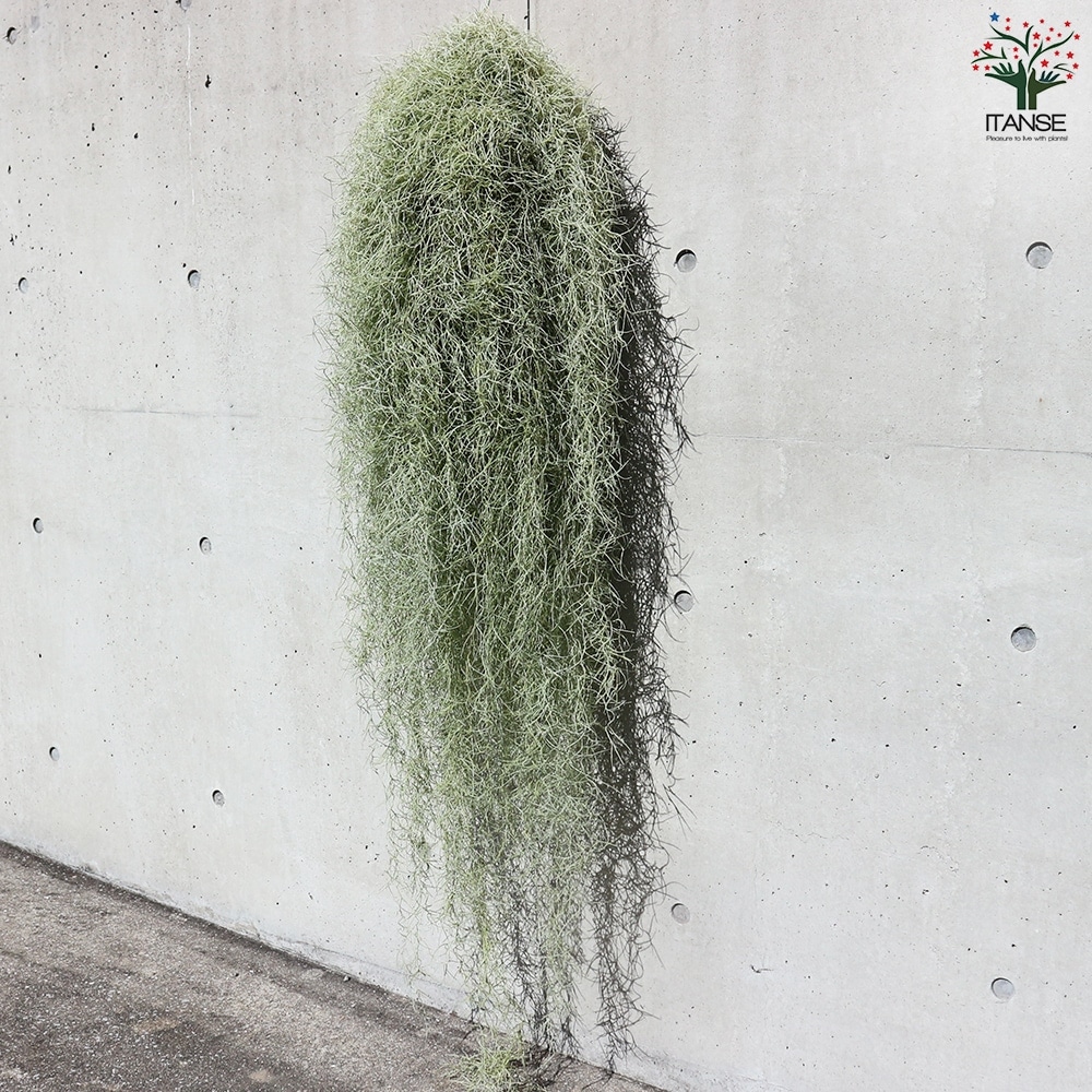 スパニッシュ ウスネオイデス【エアプランツ 特大XXLサイズ／1個売り】