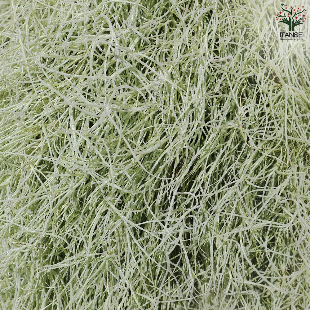 スパニッシュ ウスネオイデス【エアプランツ 特大XXLサイズ／1個売り】