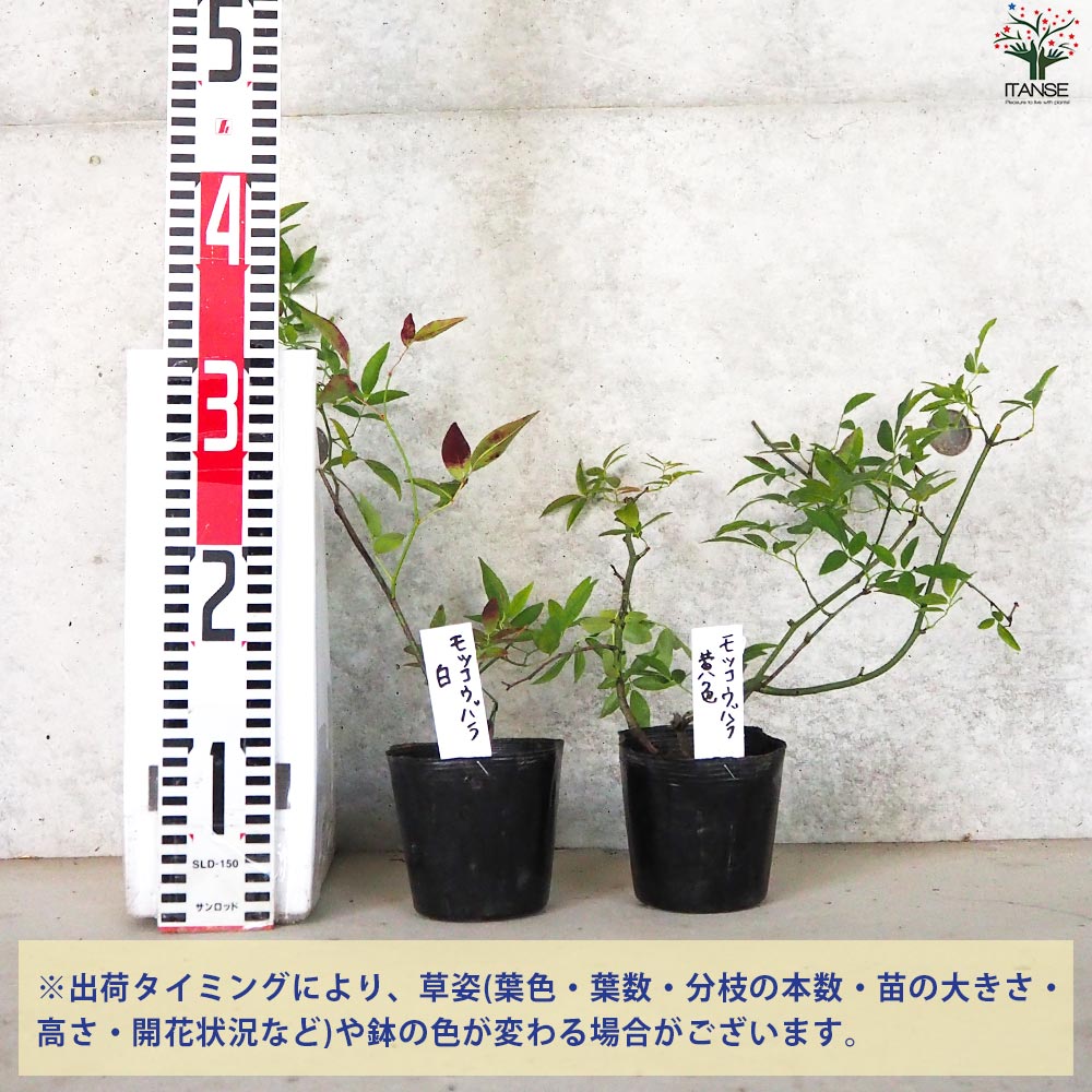 モッコウバラ 白・黄色セット 2品種各1個【花苗 3.5号ポット／お買い得2個セット】