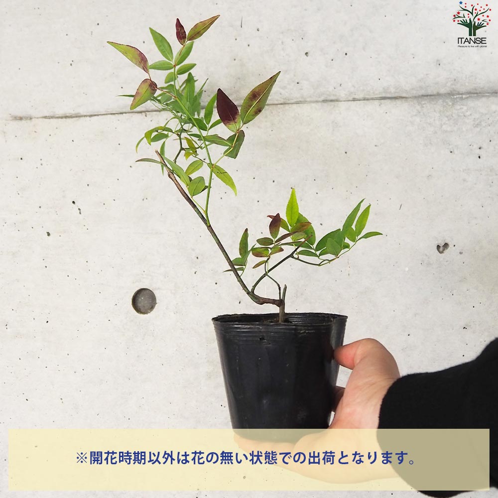 モッコウバラ 白・黄色セット 2品種各1個【花苗 3.5号ポット／お買い得2個セット】