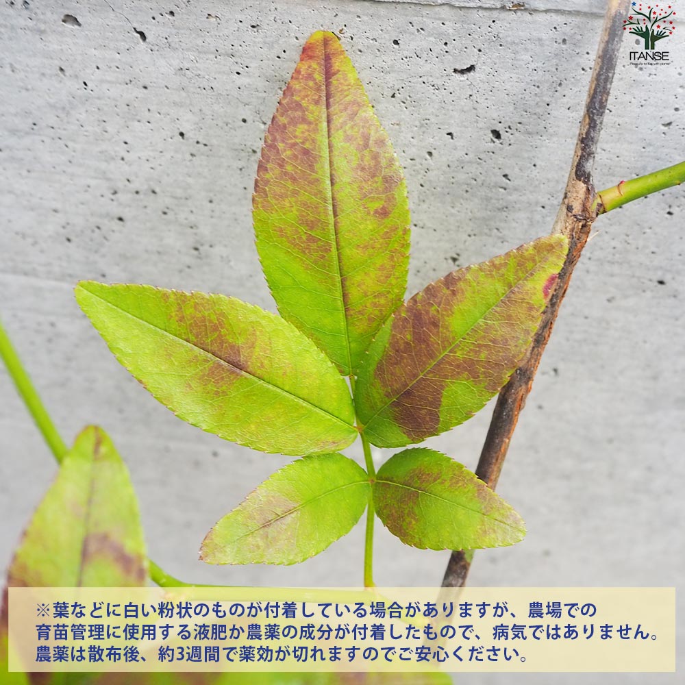 モッコウバラ 白・黄色セット 2品種各1個【花苗 3.5号ポット／お買い得2個セット】