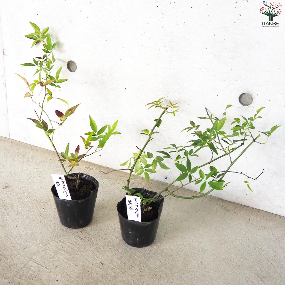 モッコウバラ 白・黄色セット 2品種各1個【花苗 3.5号ポット／お買い得2個セット】
