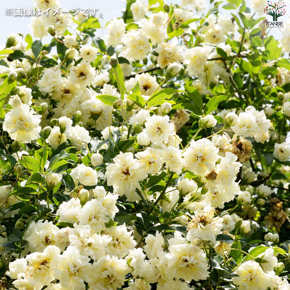 モッコウバラ 白・黄色セット 2品種各1個【花苗 3.5号ポット／お買い得2個セット】