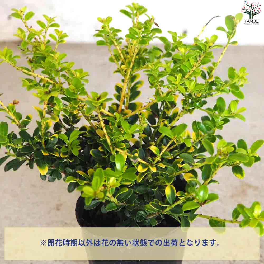 金芽ツゲ ゴールデンシャワー 【庭木 2.5号ポット】｜ 【植物の
