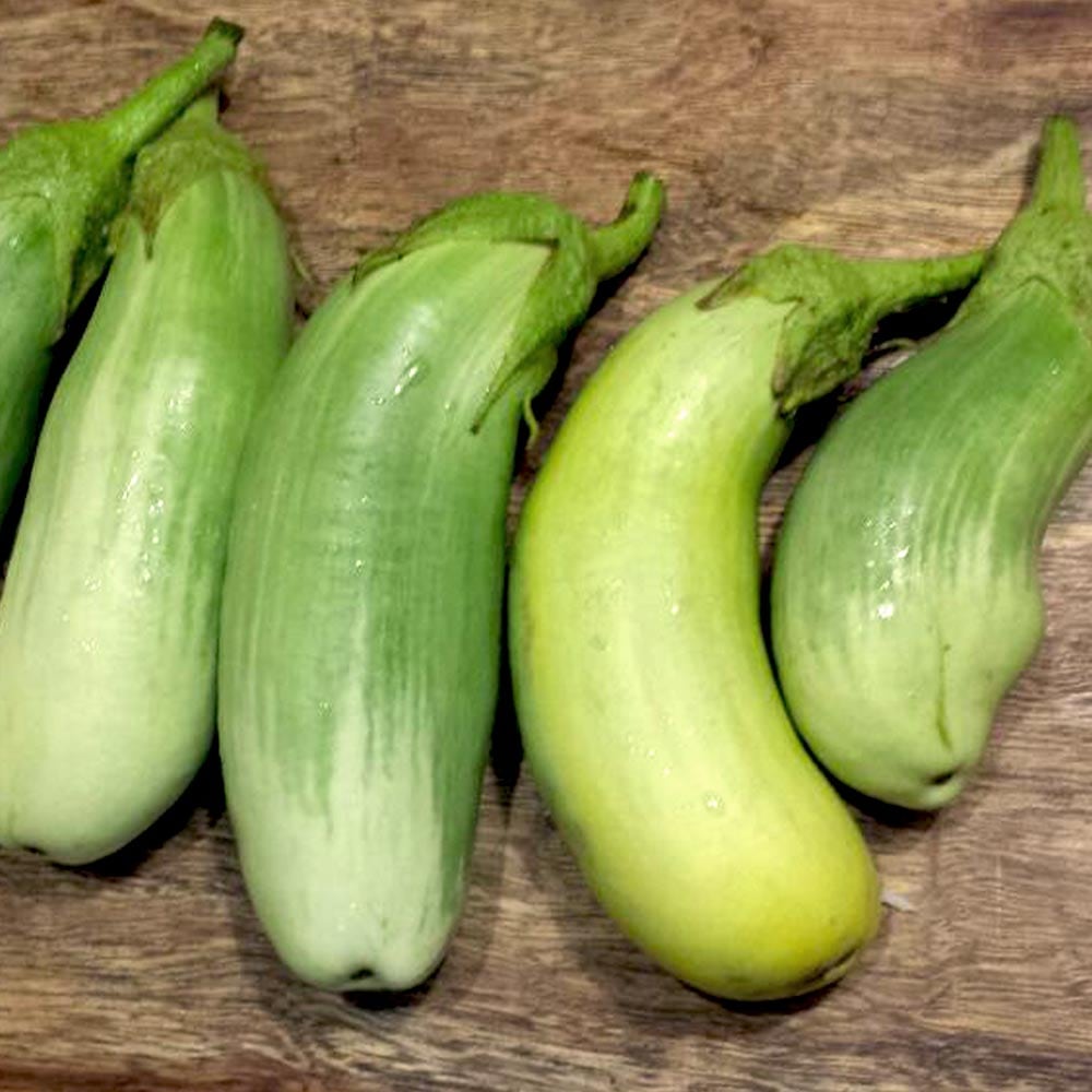 トロトロ緑なすび(中長タイプ)接木苗2個~【野菜 接木苗9cmポット】