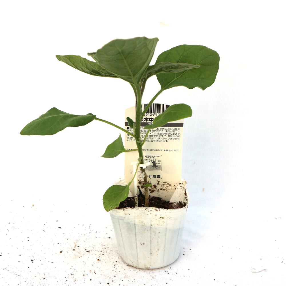 トロトロ緑なすび(中長タイプ)接木苗2個～【野菜 接木苗9cmポット