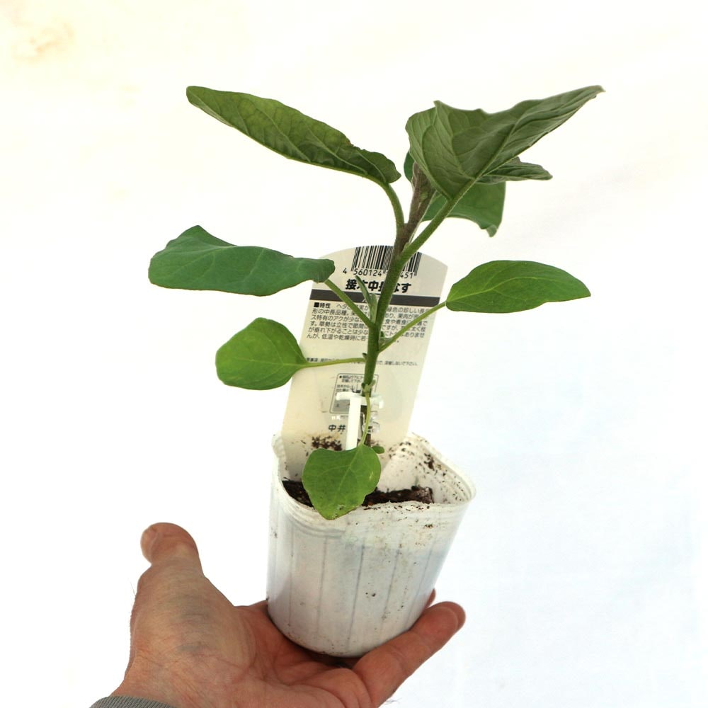 トロトロ緑なすび(中長タイプ)接木苗2個～【野菜 接木苗9cmポット